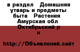  в раздел : Домашняя утварь и предметы быта » Растения . Амурская обл.,Октябрьский р-н